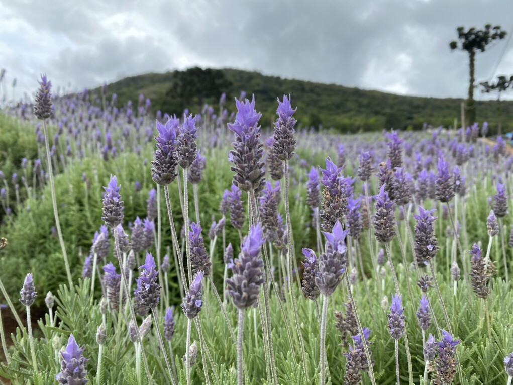 Festa Nacional da Lavanda